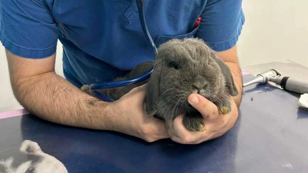 Dopo l’abbandono, il coniglietto nano ‘ariete’ è stato salvato e fatto visitare da un veterinario: adesso cerca una nuova casa Dopo l’abbandono, il coniglietto nano ‘ariete’ è stato salvato e fatto visitare da un veterinario: adesso cerca una nuova casa