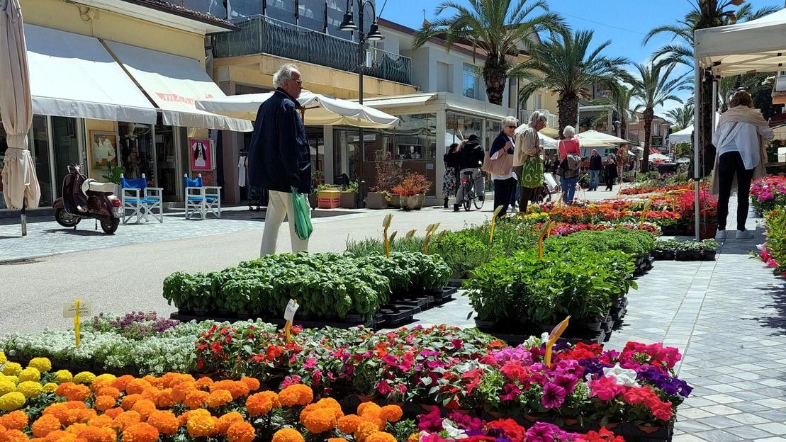 Approfittando della Festa dei lavoratori, quest’anno «Marina in fiore» durerà quattro giorni anziché tre, con un’anteprima in programma oggi e poi una lunga maratona fino a domenica alla presenza di numerosi espositori Approfittando della Festa dei lavoratori, quest’anno «Marina in fiore» durerà quattro giorni anziché tre, con un’anteprima in programma oggi e poi una lunga maratona fino a domenica alla presenza di numerosi espositori