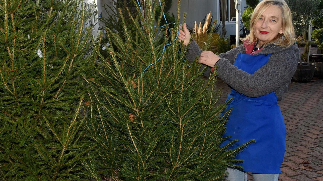 Per la consegna degli abeti. di Natale c’è tempo fino al 25. gennaio Per la consegna degli abeti. di Natale c’è tempo fino al 25. gennaio