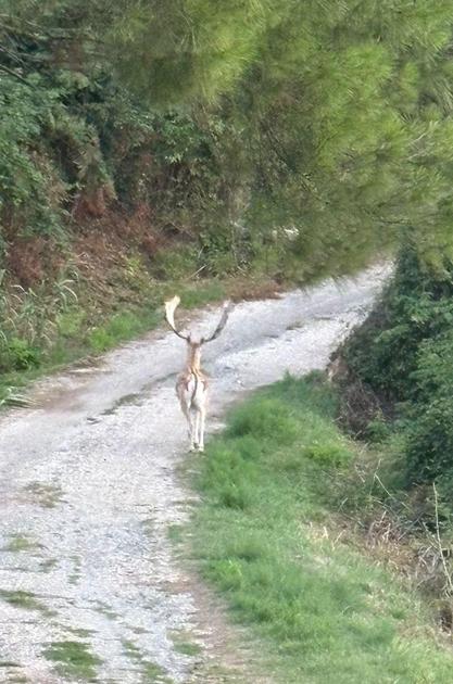 i daini di assisi sono vivi novit224 per gli animali scomparsi ci sono tante segnalazioni