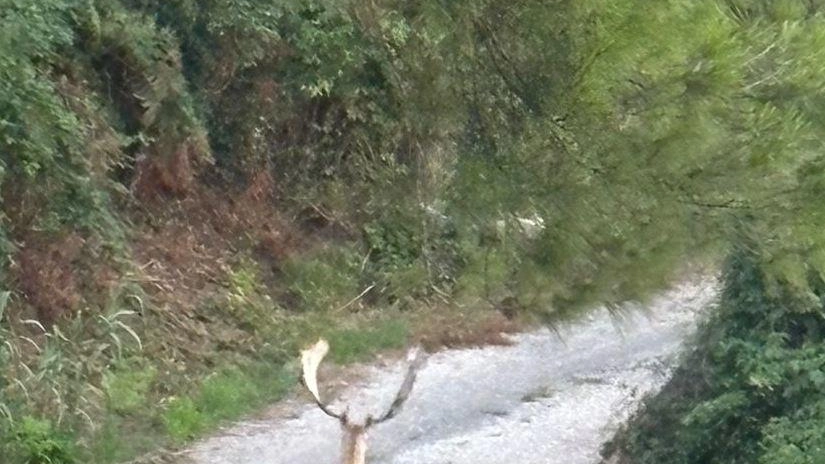 Ecco il daino fotografato pochi giorni fa Ecco il daino fotografato pochi giorni fa