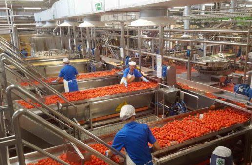 https://www.lanazione.it/image-service/view/acePublic/alias/contentid/MjdkMzdjYmMtZmUyNy00/0/lavorazione-pomodori-duecento-assunzioni-nel-complesso-di-albinia.jpeg