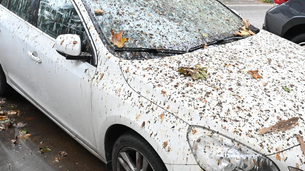Le auto letteralmente sepolte dagli escrementi degli uccelli che stazionano in viale Cavour (foto Alcide) Le auto letteralmente sepolte dagli escrementi degli uccelli che stazionano in viale Cavour (foto Alcide)