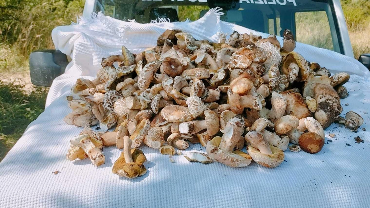 Polizia locale sanziona venditori ambulanti per commercio illegale di funghi a Orvieto. Multe salate e confisca della merce. Controlli Asl per sicurezza alimentare. Servizi attivi per prevenire intossicazioni da funghi. Polizia locale sanziona venditori ambulanti per commercio illegale di funghi a Orvieto. Multe salate e confisca della merce. Controlli Asl per sicurezza alimentare. Servizi attivi per prevenire intossicazioni da funghi.