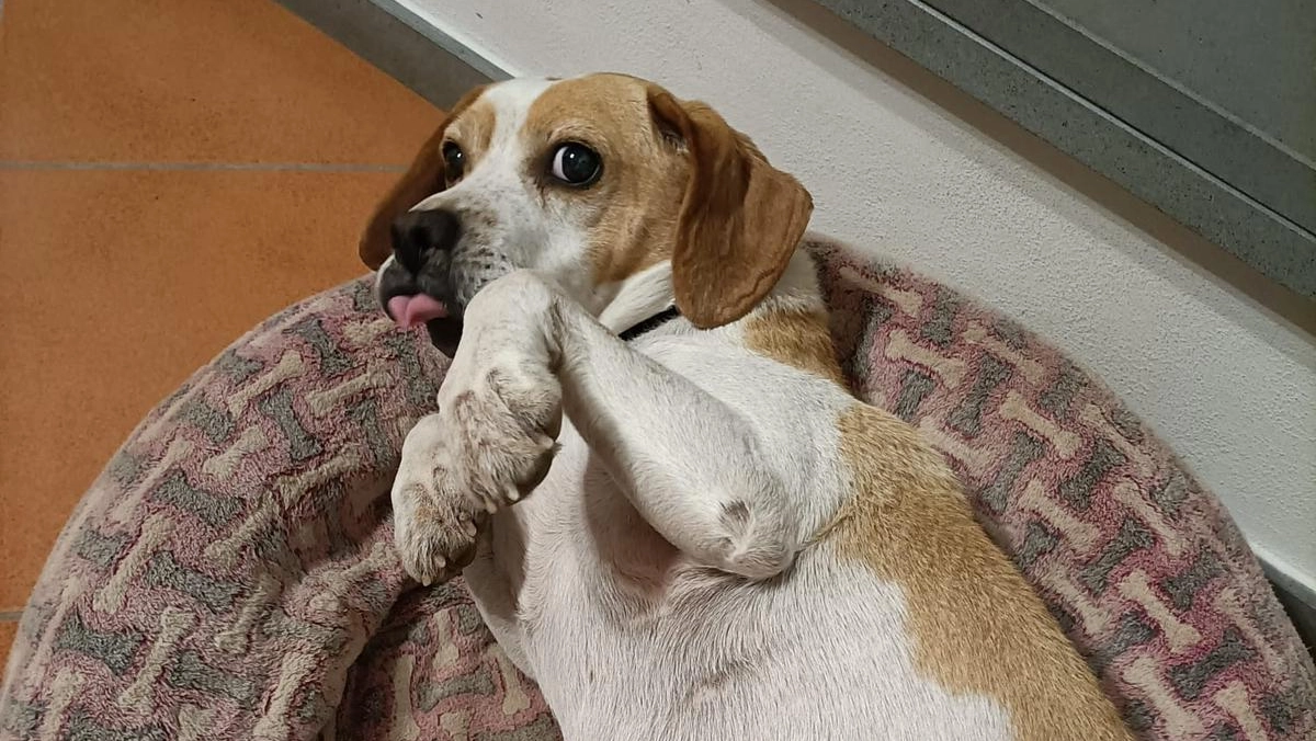 Toby, il beagle morto a causa di alcuni colpi ricevuti all’addome Toby, il beagle morto a causa di alcuni colpi ricevuti all’addome