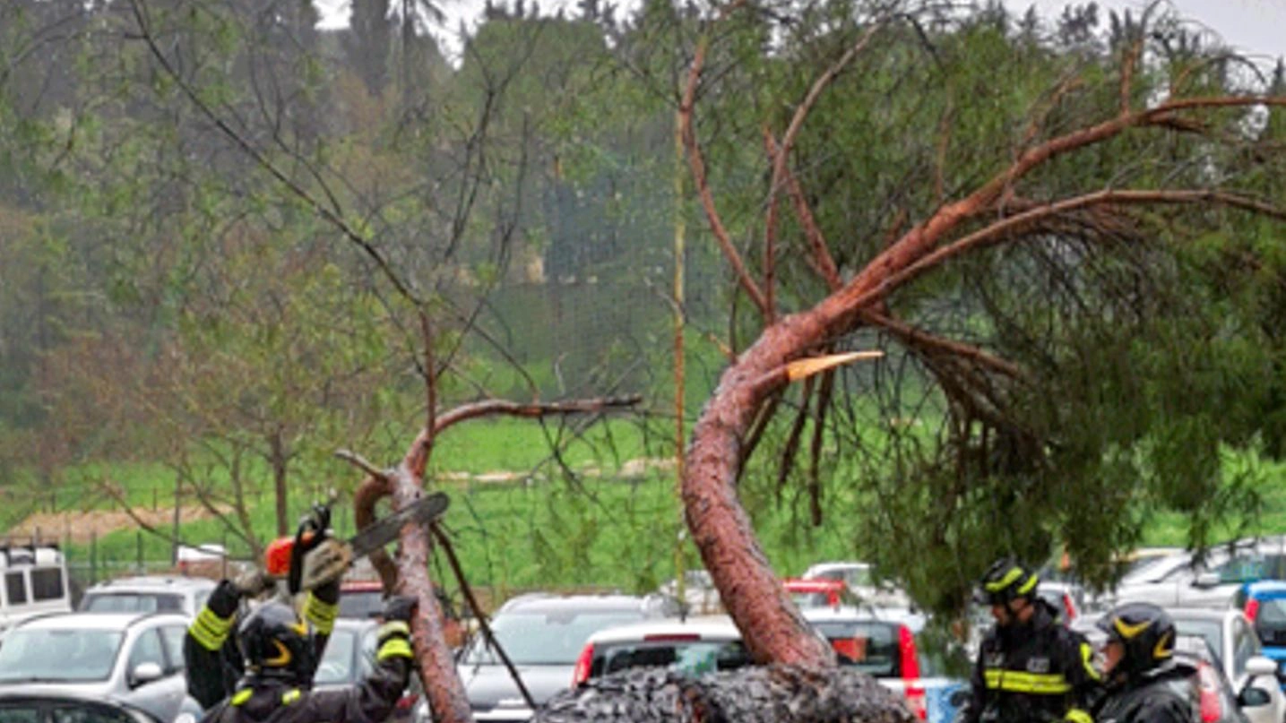 Dopo il crollo di un pino su un'auto a Grassina, altri quattro alberi sono stati abbattuti per motivi di sicurezza. Una perizia ha rivelato rischi di cedimento. L'area è ora sicura per il mercato settimanale.