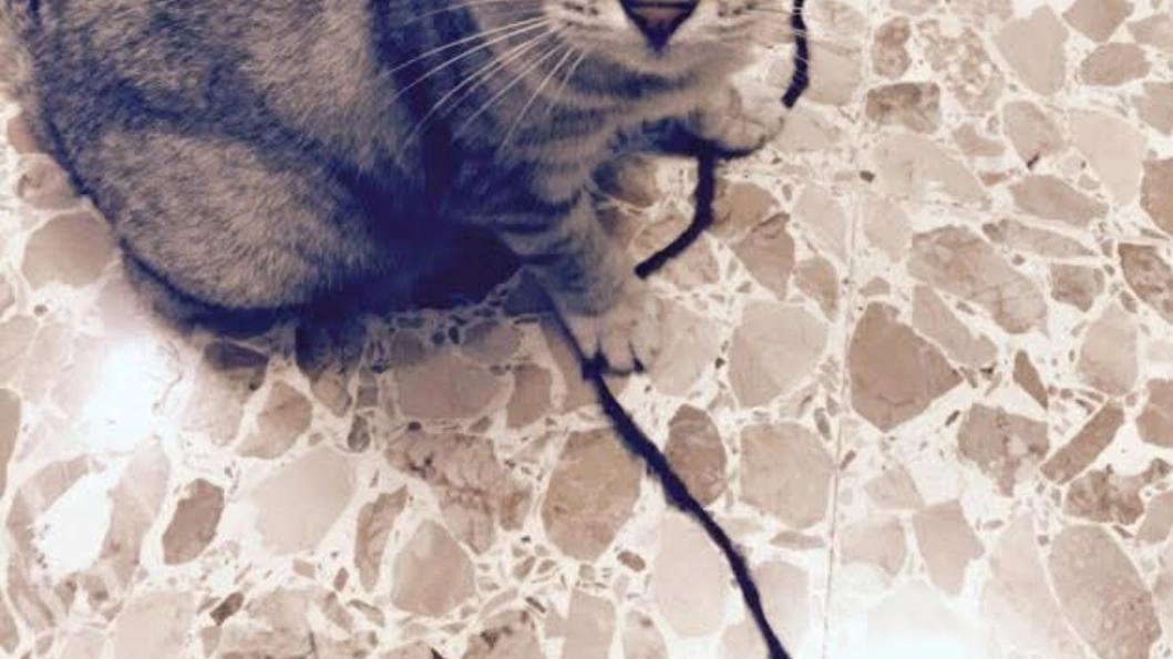 La foto di un gatto inviata dagli alunni