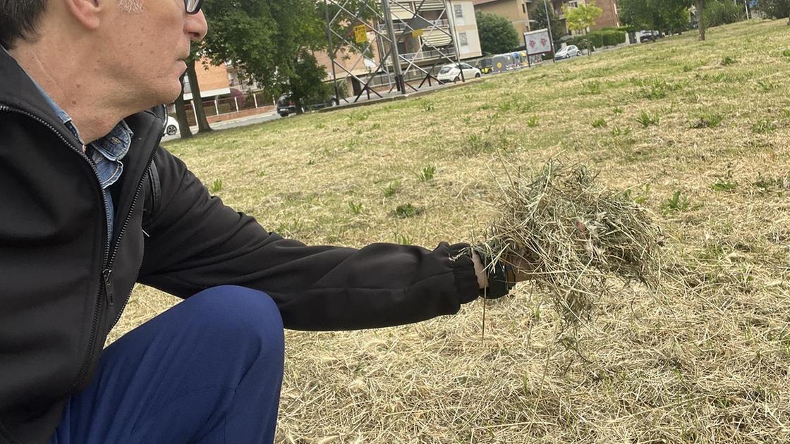 Erba alta, che polemiche: "I cittadini protestano" Erba alta, che polemiche: "I cittadini protestano"