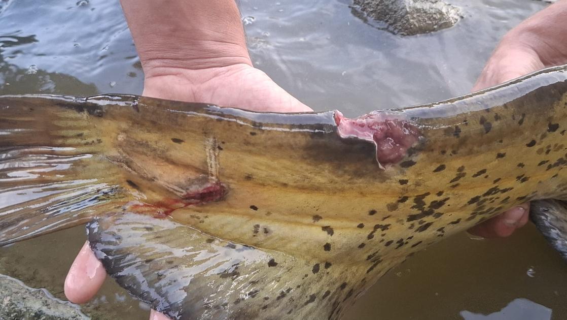 “No alla pesca a strappo”: le guardie del Wwf a difesa della fauna ittica “No alla pesca a strappo”: le guardie del Wwf a difesa della fauna ittica