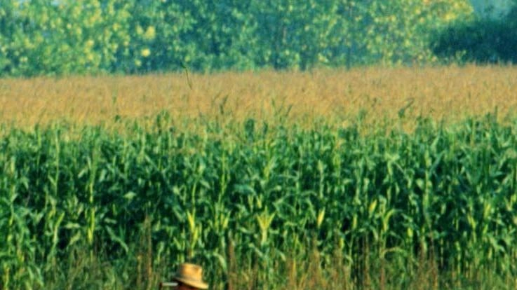 Al lavoro su terreni agricoli (foto d’archivio) Al lavoro su terreni agricoli (foto d’archivio)