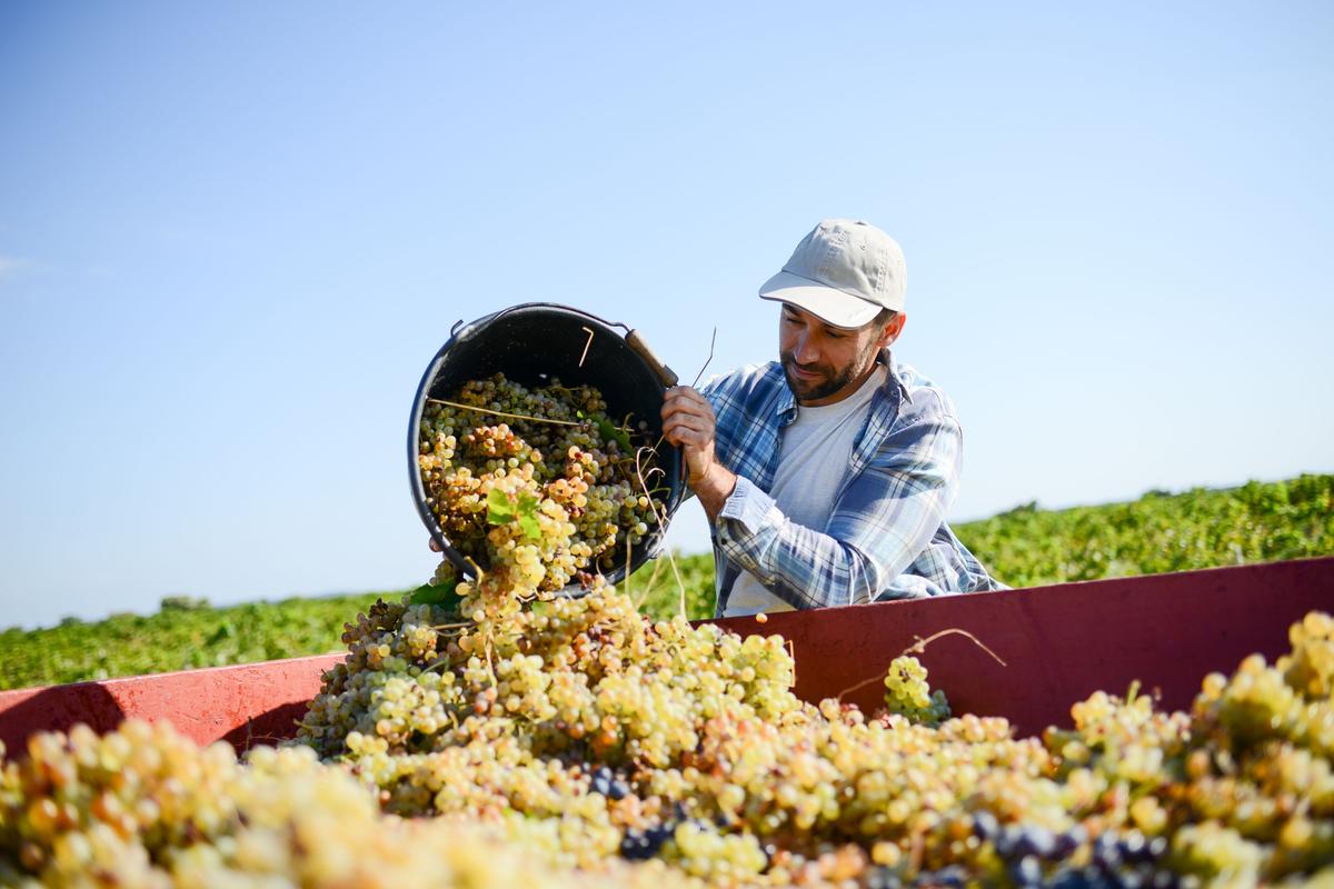 Vino, una splendida annata. Le vigne pisane vincono: “Respinta la minaccia tignola con armi biologiche” Vino, una splendida annata. Le vigne pisane vincono: “Respinta la minaccia tignola con armi biologiche”