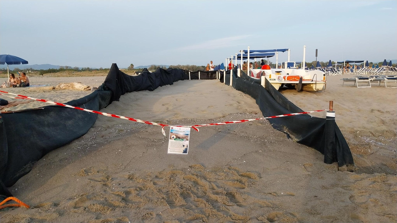 Nella notte tra sabato e domenica è avvenuta per la prima volta a Torre del Lago, vicino al Bagno Andrea Doria, la schiusa di un nido di tartarughe caretta caretta Nella notte tra sabato e domenica è avvenuta per la prima volta a Torre del Lago, vicino al Bagno Andrea Doria, la schiusa di un nido di tartarughe caretta caretta