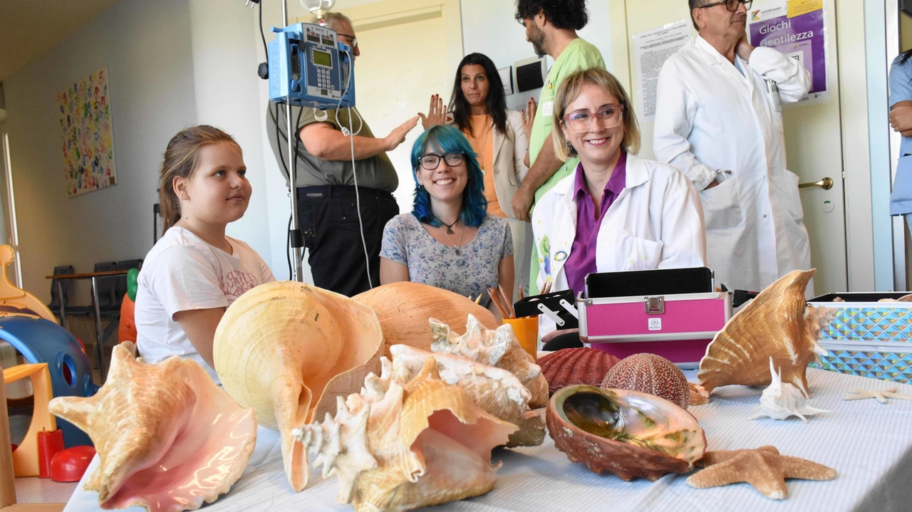 Alcune delle conchiglie del museo Malakos che saranno collocate in ospedale Alcune delle conchiglie del museo Malakos che saranno collocate in ospedale