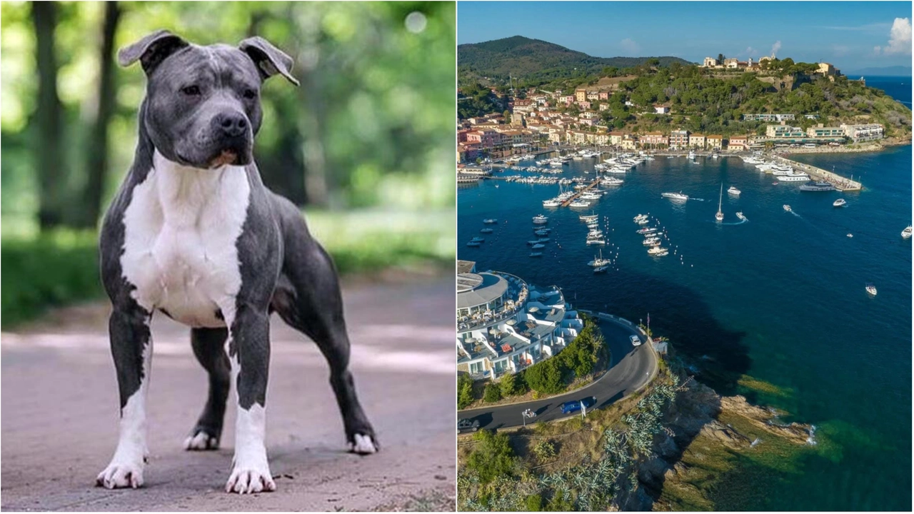 Un pitbull simile a quello che ha aggredito la bimba e un panorama di Porto Azzurro (Foto di repertorio)