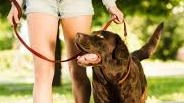 1 Un’iniziativa all’insegna del rispetto, della convivenza civile e del benessere animale. È in programma un corso gratuito rivolto ai... 1 Un’iniziativa all’insegna del rispetto, della convivenza civile e del benessere animale. È in programma un corso gratuito rivolto ai...