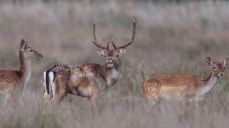L’ente Parco risponde alle segnalazioni sulla "sparizione" dei ‘Bambi’ dal prato di Cascine Vecchie. L’ente Parco risponde alle segnalazioni sulla "sparizione" dei ‘Bambi’ dal prato di Cascine Vecchie.