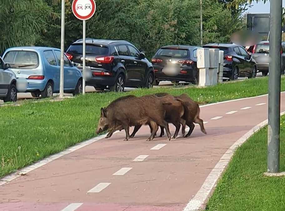 Cinghiali vicino alla ciclabile. Il Comune corre ai ripari: "Sì ai dissuasori per l’olfatto" Cinghiali vicino alla ciclabile. Il Comune corre ai ripari: "Sì ai dissuasori per l’olfatto"