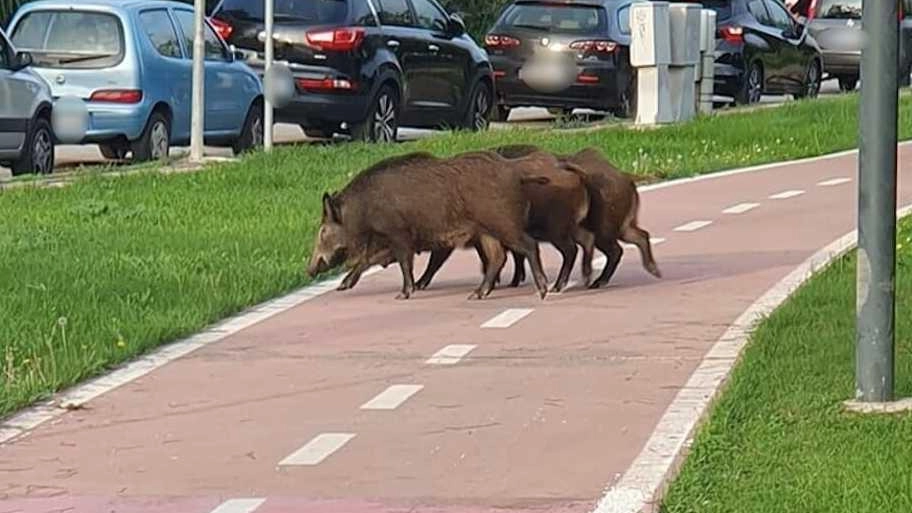 L’amministrazione di Grosseto ha pubblicato un avviso per individuare i metodi migliori "Vogliamo evitare i sistemi sonori e luminosi che possono creare ulteriore danno ai cittadini". L’amministrazione di Grosseto ha pubblicato un avviso per individuare i metodi migliori "Vogliamo evitare i sistemi sonori e luminosi che possono creare ulteriore danno ai cittadini".