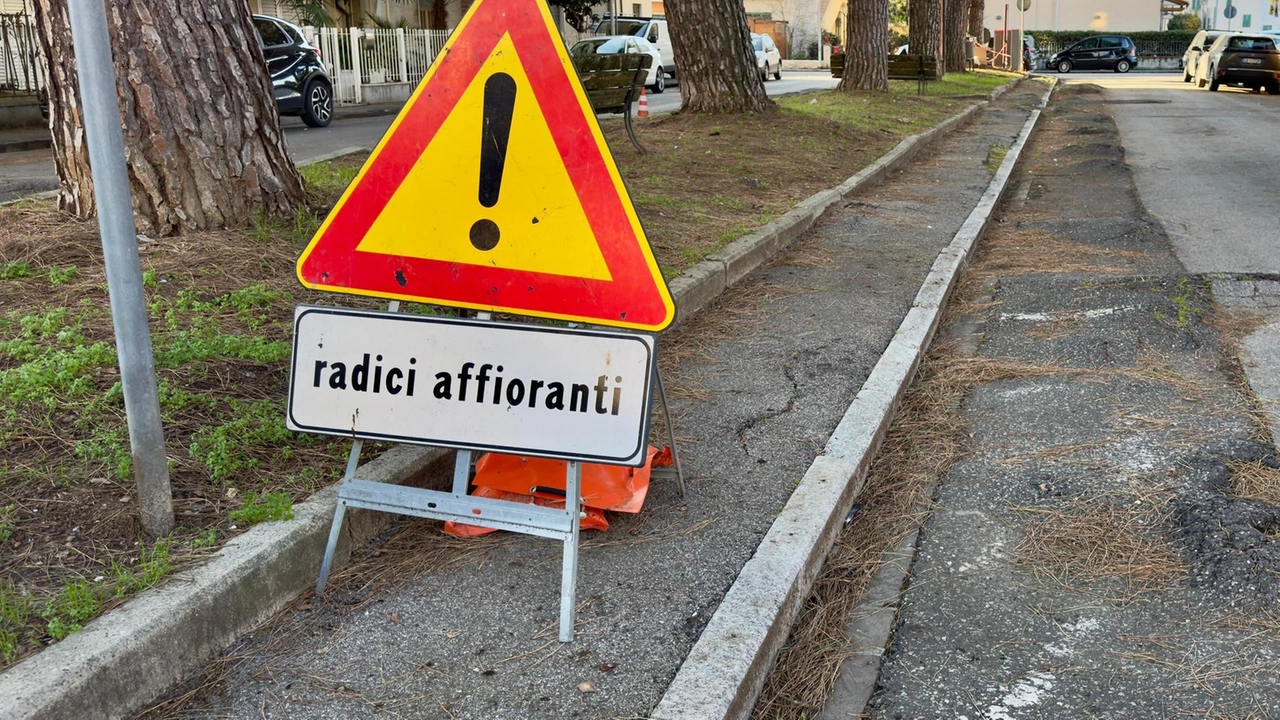Le radici dei pini che si trovano in via Redi stanno provocando avvallamenti e spaccature sul manto stradale Le radici dei pini che si trovano in via Redi stanno provocando avvallamenti e spaccature sul manto stradale