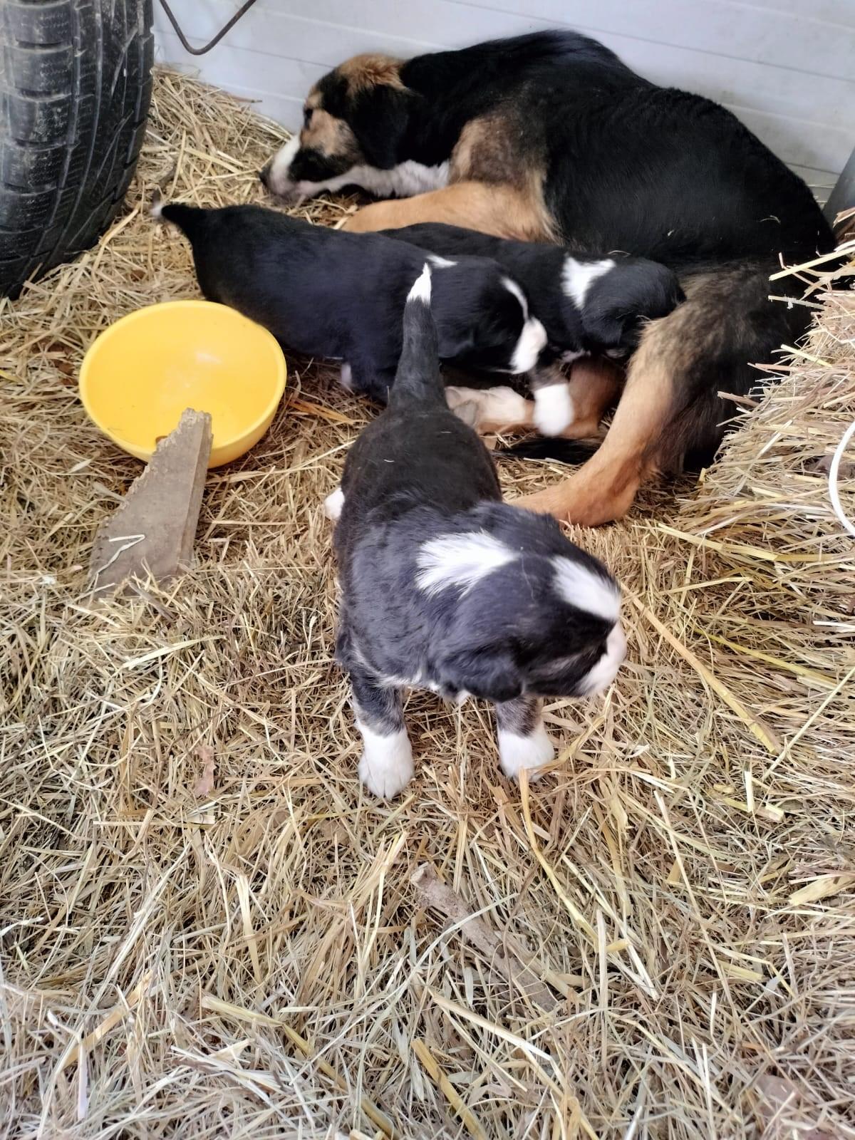 Adottati 3 cuccioli al canile sanitario di Sinalunga Adottati 3 cuccioli al canile sanitario di Sinalunga