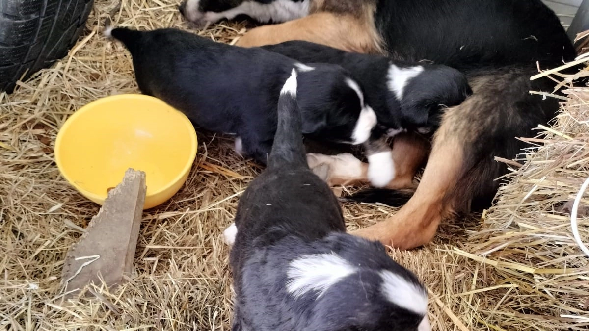 cuccioli cuccioli