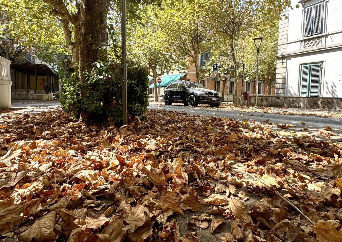 foglie non raccolte disagi per gli alberghi