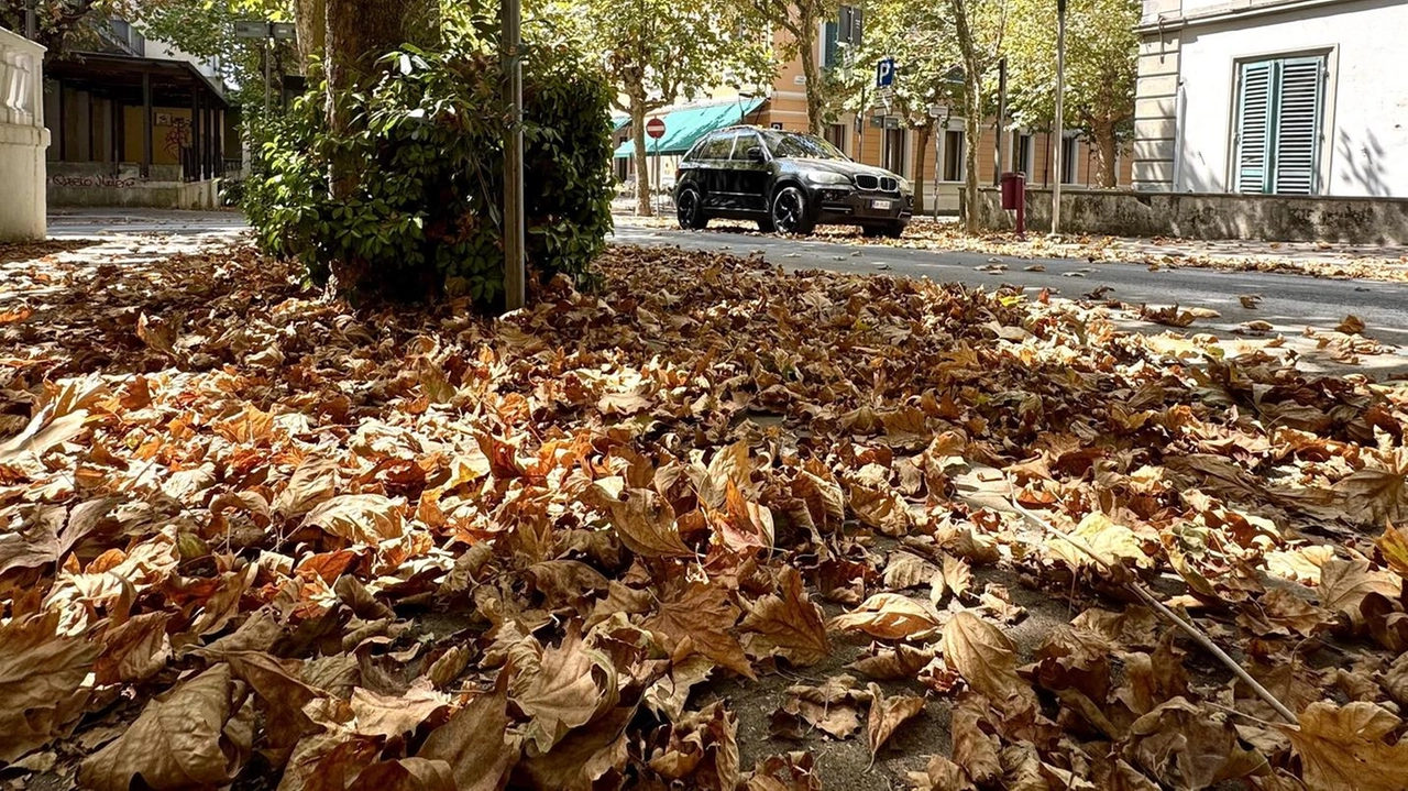 Un’immagine del mucchio di foglie che si trova tra via Puccini e via San Francesco (foto Goiorani)