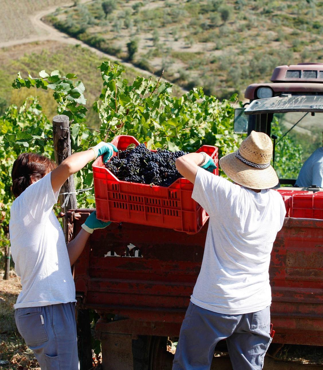 https://www.lanazione.it/image-service/view/acePublic/alias/contentid/MmIwY2EzYzItN2FlYS00/0/la-vendemmia-che-fa-ben-sperare-fra-qualita-e-problemi-di-mercato-grappoli-molto-belli-e-in-salute.jpeg?f=1.91:1&w=1200
