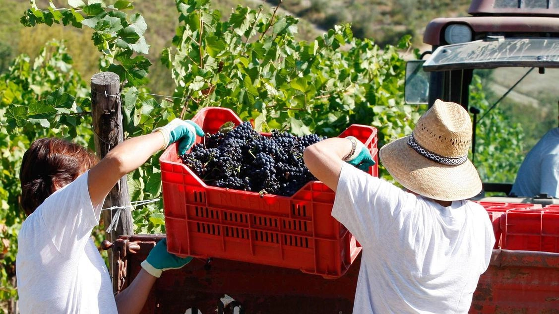 Il momento più critico di questa stagione sono state le temperature bollenti di fine giugno ed inizio luglio: le uve che si presentano, alla vista, belle ed in salute. Anche dal punto di vista della quantità le previsioni sono incoraggianti