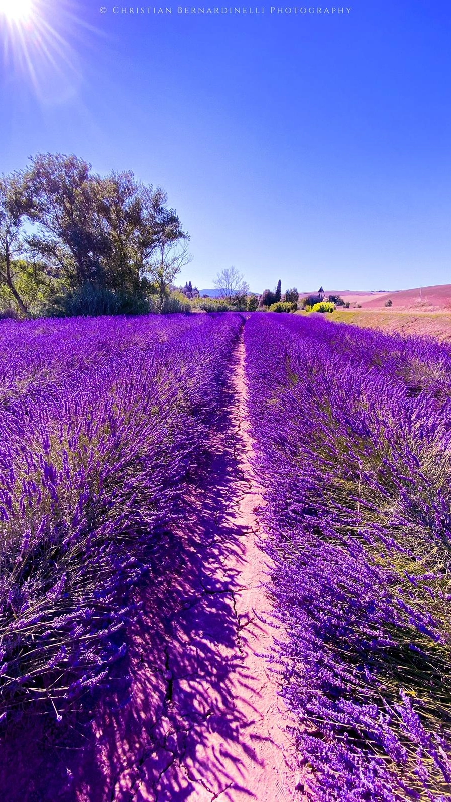Una vista spettacolare dei campi in fiore (Foto Christian Bernardinelli)