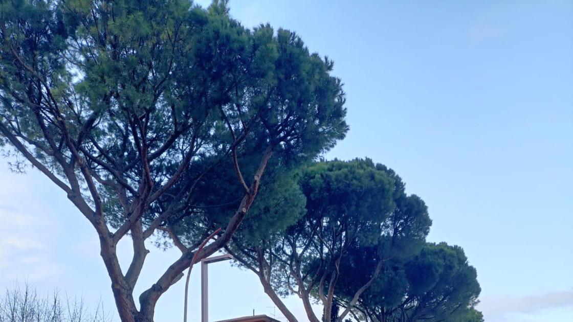 Minoranza in trincea sul taglio dei pini