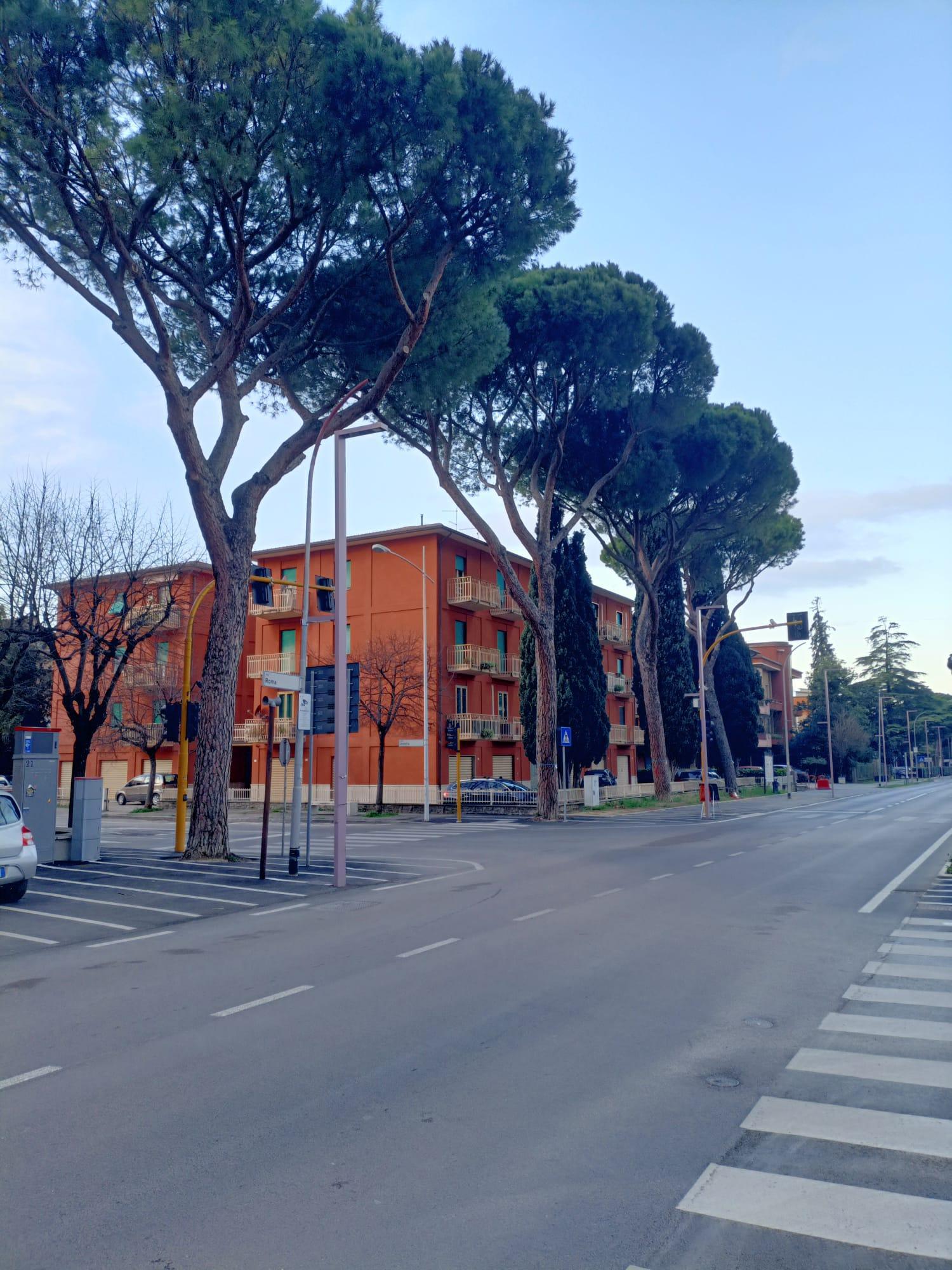 Minoranza in trincea sul taglio dei pini