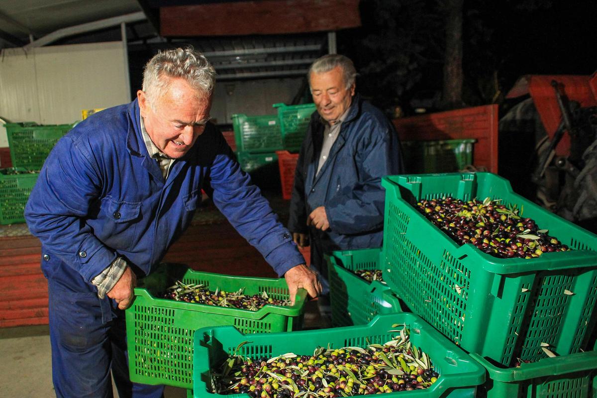 Olive, sarà un’annata più povera. “Ma lo standard resta altissimo”