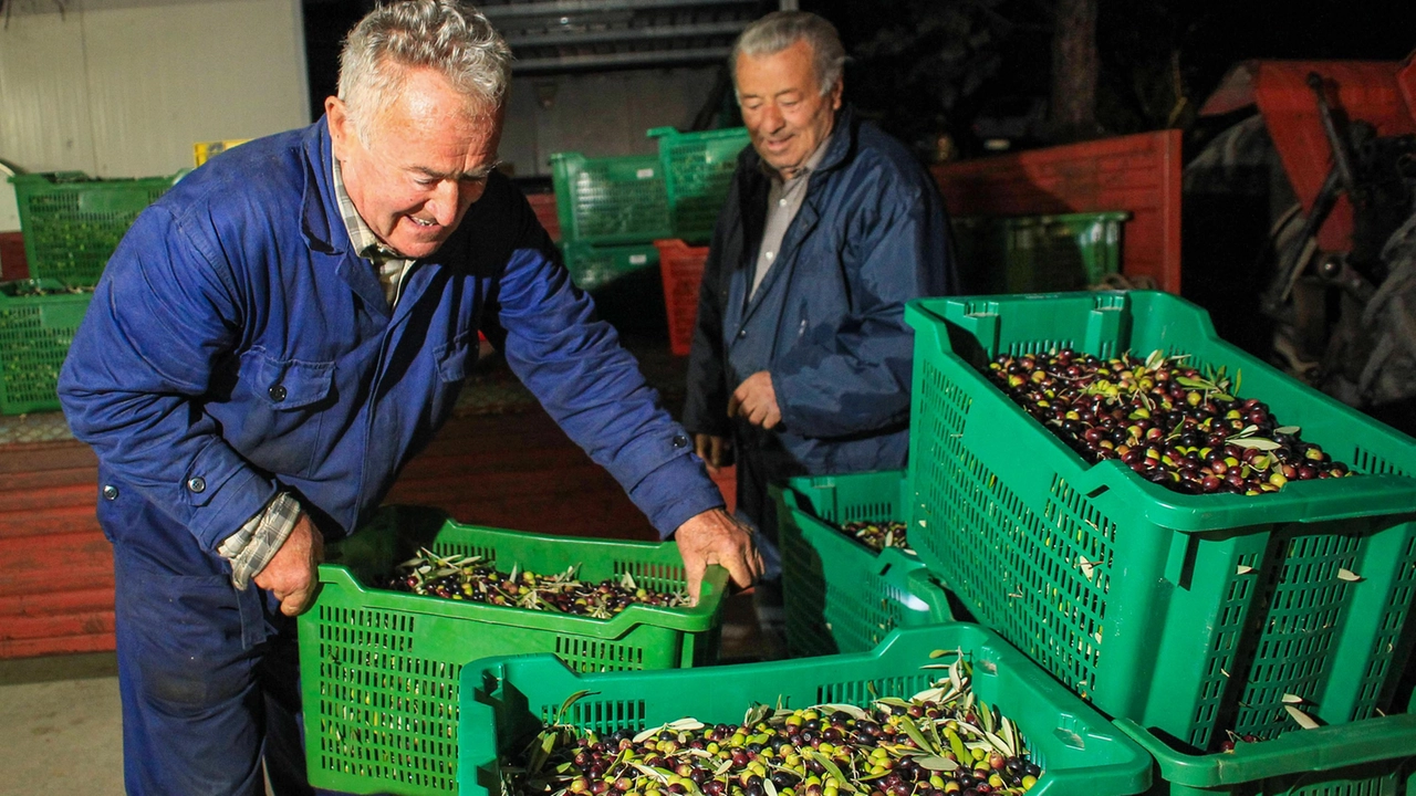 Grandi attese per la qualità, meno per la quantità. E' tempo pensare a raccogliere le olive Grandi attese per la qualità, meno per la quantità. E' tempo pensare a raccogliere le olive