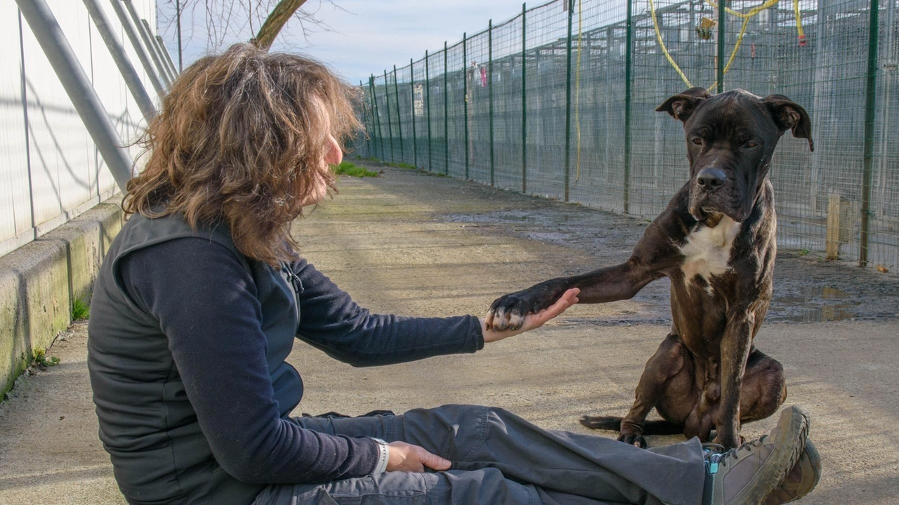 Qua, Lara Bernacchi. Nel tondo, Malva sul divano con Sara Roversi e i suoi due cani Qua, Lara Bernacchi. Nel tondo, Malva sul divano con Sara Roversi e i suoi due cani