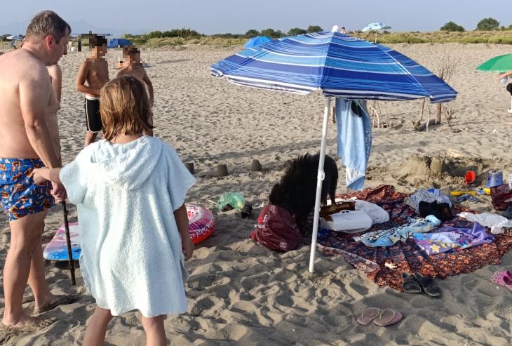 Incredibile in spiaggia: ormai i cinghiali mangiano dalle borse frigo dei bagnanti Incredibile in spiaggia: ormai i cinghiali mangiano dalle borse frigo dei bagnanti