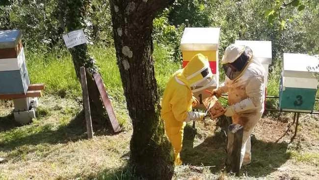 Oggi è il «World Bee Day», ovvero la giornata mondiale dedicata alle api Oggi è il «World Bee Day», ovvero la giornata mondiale dedicata alle api