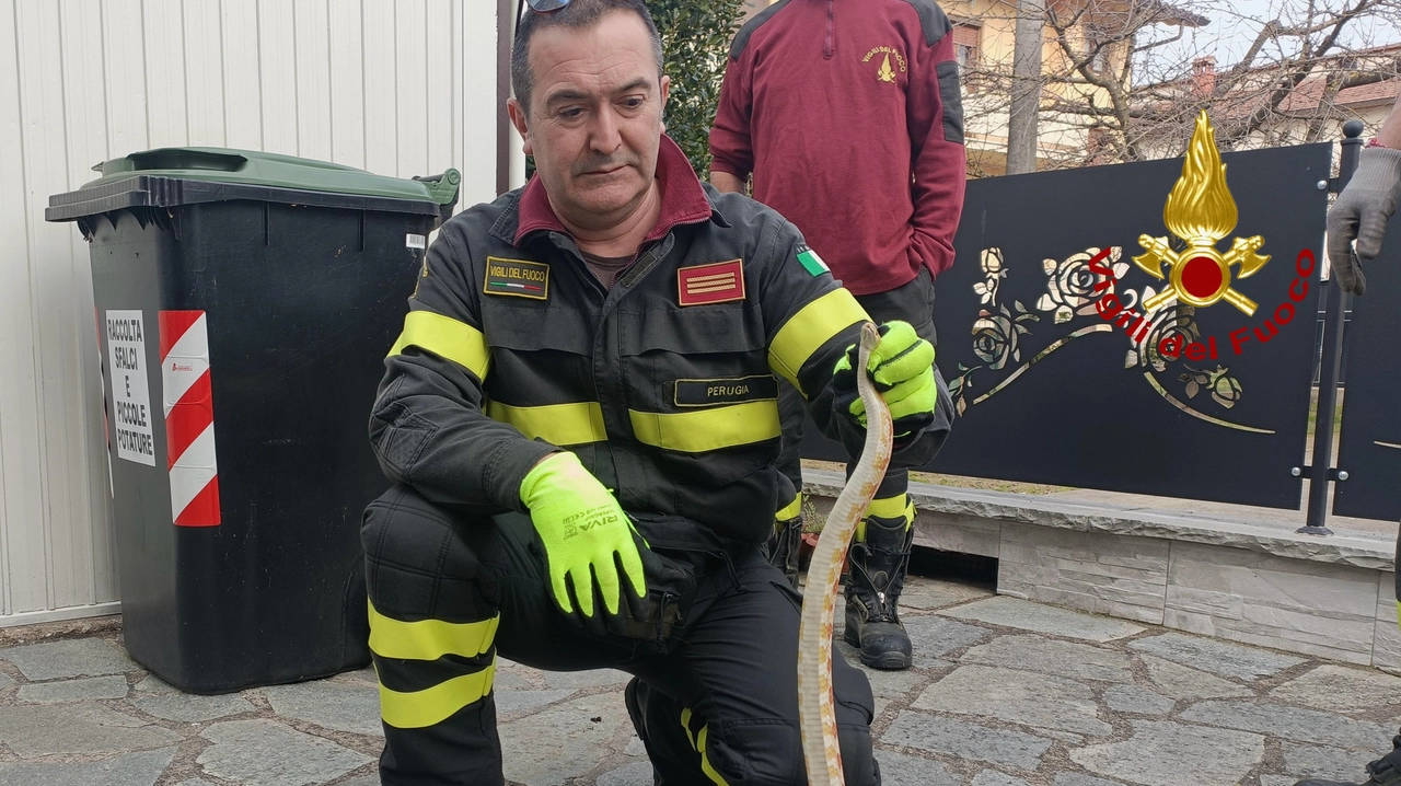 Il vigile del fuoco con il pitone albino recuperato a Pistrino Il vigile del fuoco con il pitone albino recuperato a Pistrino