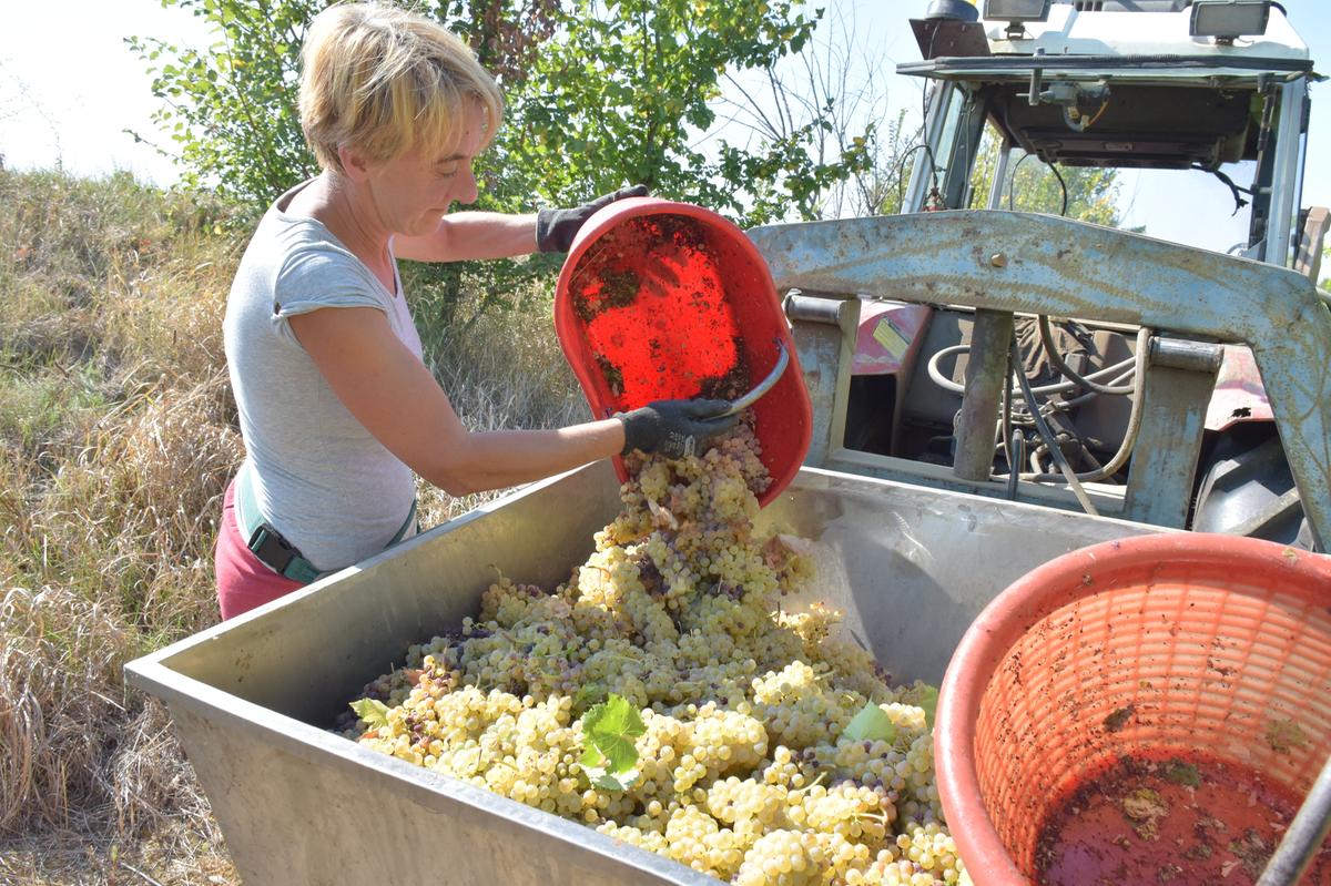 vendemmia in toscana le bollicine aprono le danze alta qualit224 ma temiamo le grandinate