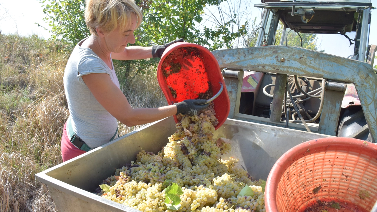 Vendemmia con le uve bianche (Foto di repertorio) Vendemmia con le uve bianche (Foto di repertorio)