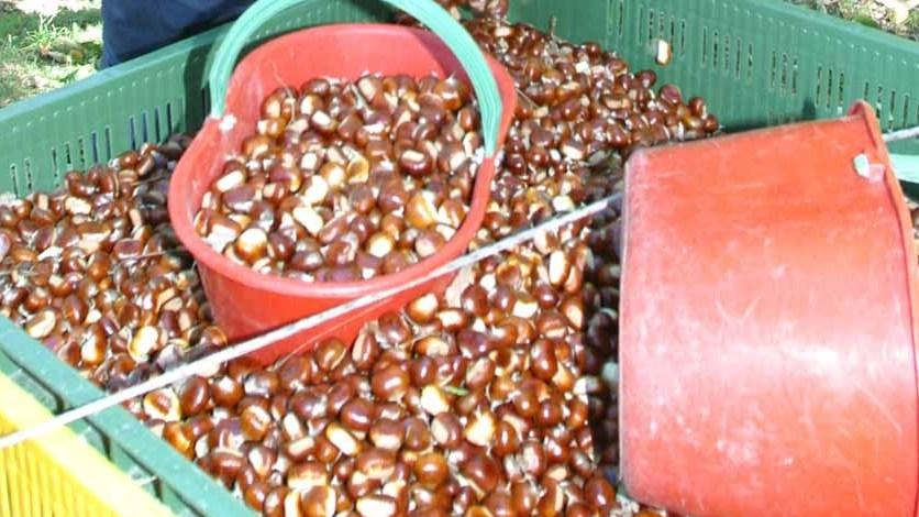 I marroni e le castagne (foto d’archivio) rappresentano una risorsa preziosa per la montagna Sarebbe interessante creare un distretto ma non è semplice trovare la quadra anche con il versante grossetano I marroni e le castagne (foto d’archivio) rappresentano una risorsa preziosa per la montagna Sarebbe interessante creare un distretto ma non è semplice trovare la quadra anche con il versante grossetano