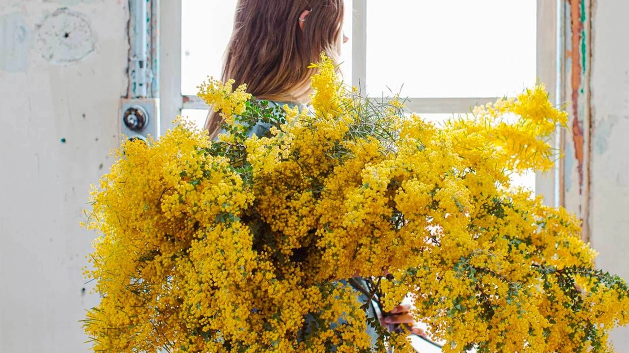 Un enorme mazzo di mimose: il giallo è il colore della Giornata internazionale Un enorme mazzo di mimose: il giallo è il colore della Giornata internazionale
