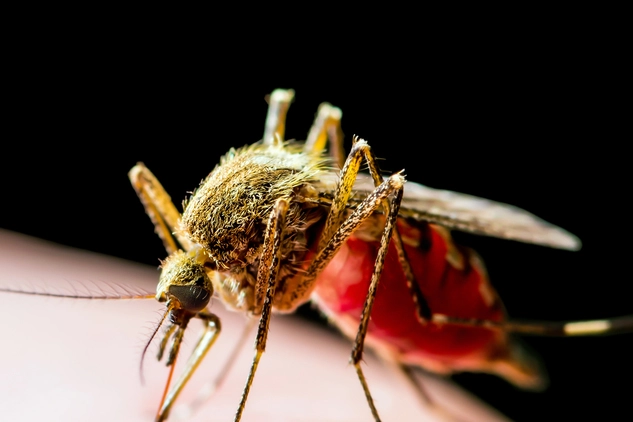 La zanzara comune (culex pipiens) è vettore del virus West Nile che dall'inizio dell'anno ha provocato 16 morti e 175 infezioni in tutta Italia