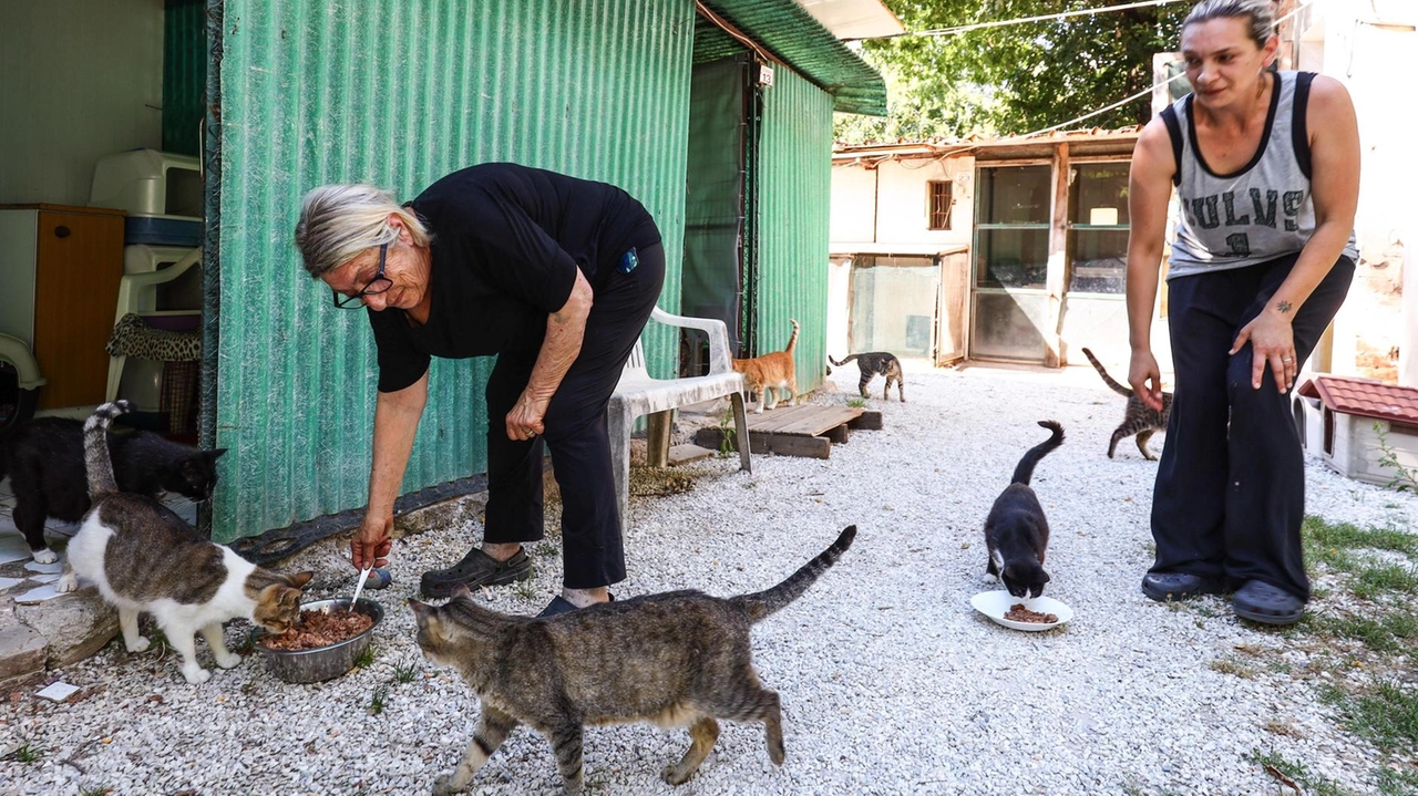 I gatti ospiti del rifugio “Gli Aristogatti“. sono seguiti dai volontari
