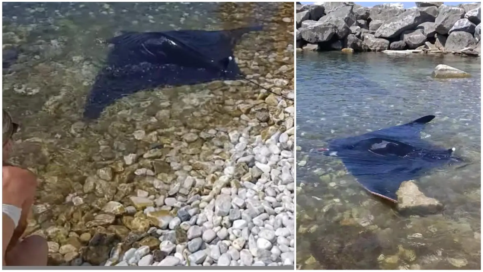 Marina di Pisa, per la manta disorientata c’è una catena umana in spiaggia
