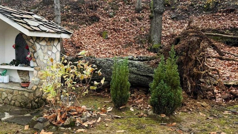A Careggine, dopo la tempesta, una cappella rimane intatta accanto a un albero caduto. Foto diventa virale, suscitando dibattito tra internauti. A Careggine, dopo la tempesta, una cappella rimane intatta accanto a un albero caduto. Foto diventa virale, suscitando dibattito tra internauti.