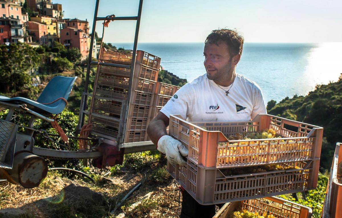 vendemmia dolceamara la produzione 232 in calo ma la qualit224 resta buona