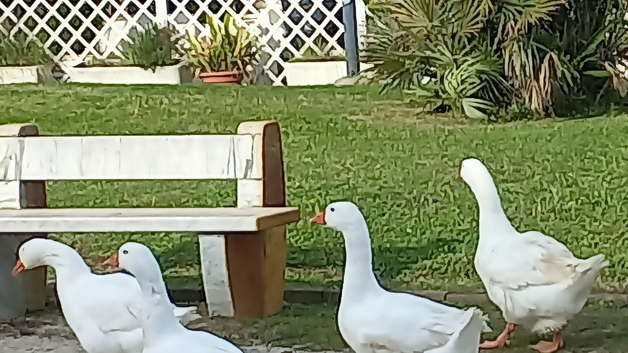 Stava passeggiando insieme alle sue amiche pennute, come spesso avviene dalle parti di Fiumetto, facendo la solita spola tra la... Stava passeggiando insieme alle sue amiche pennute, come spesso avviene dalle parti di Fiumetto, facendo la solita spola tra la...