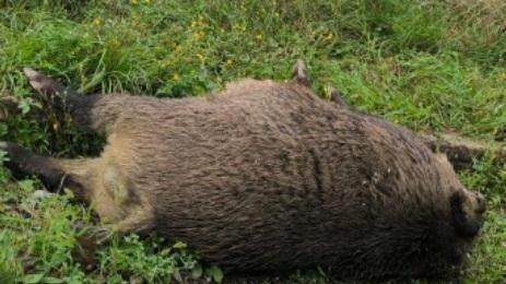 carcassa cinghiale provinciale dogana