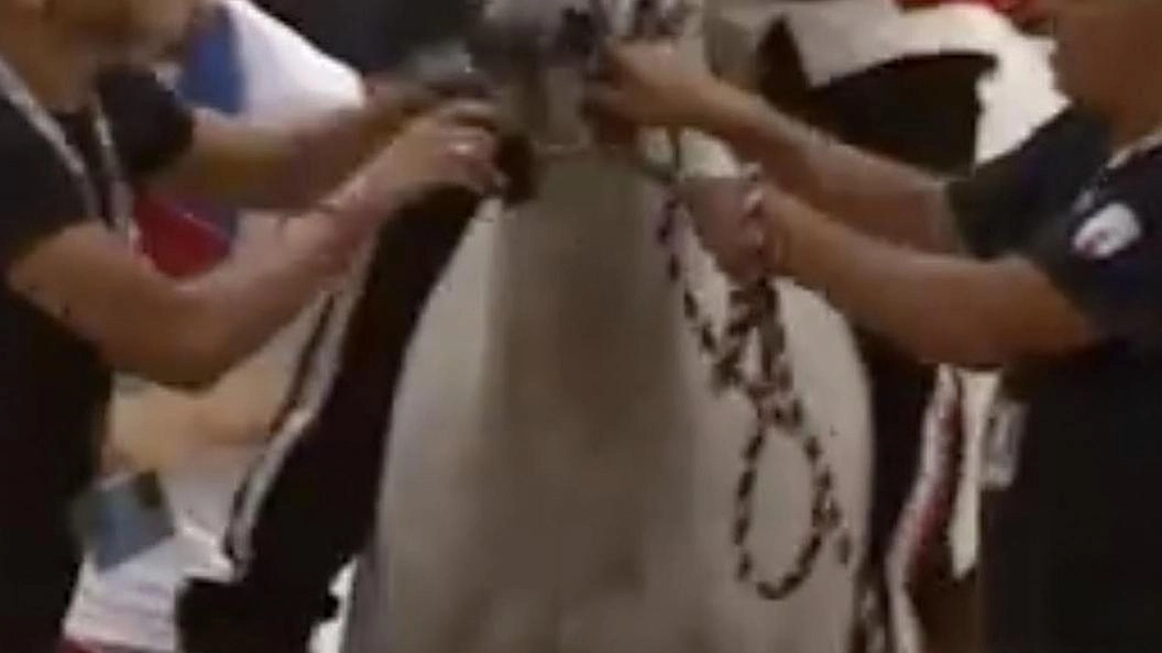 Il fantino si gode il successo al palio di Asti su Chimera da Clodia "’Un anno fa sei stato portato via in barella, ora in trionfo’, è stata la battuta di un capitano di Siena. Mi è piaciuta", dice Amsicora. Il fantino si gode il successo al palio di Asti su Chimera da Clodia "’Un anno fa sei stato portato via in barella, ora in trionfo’, è stata la battuta di un capitano di Siena. Mi è piaciuta", dice Amsicora.